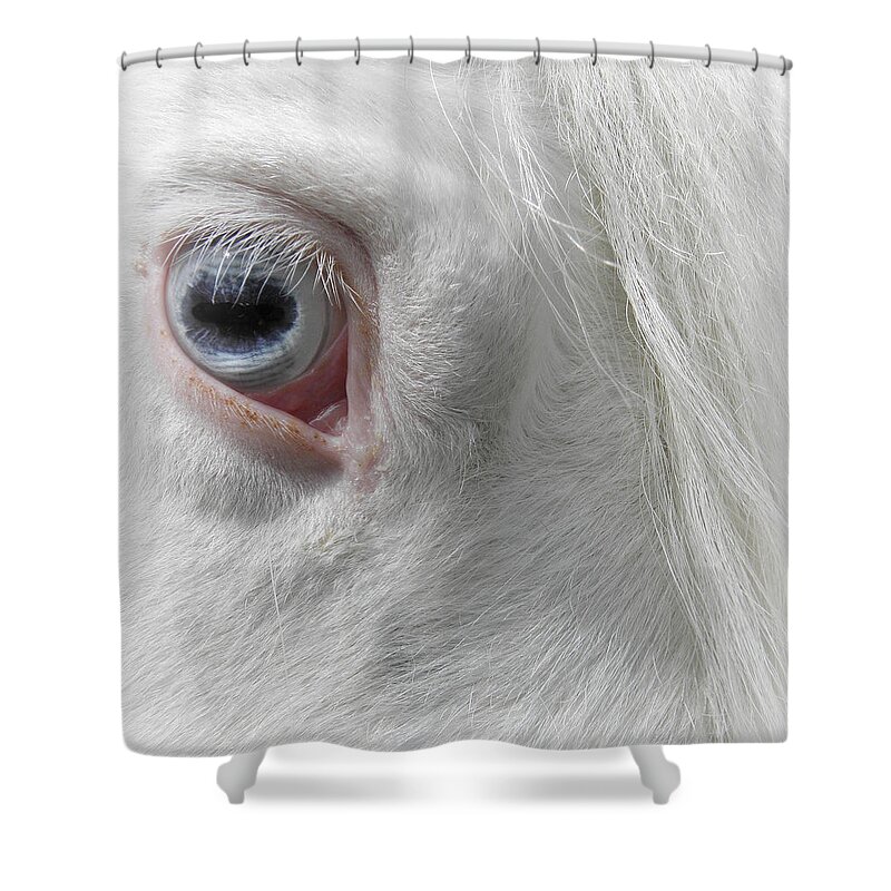 Horse Shower Curtain featuring the photograph The eye of a Gypsy by Kim Galluzzo