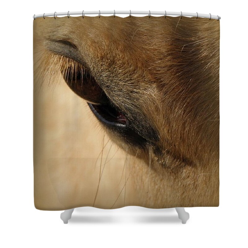 Horse Shower Curtain featuring the photograph The eyes beauty by Kim Galluzzo