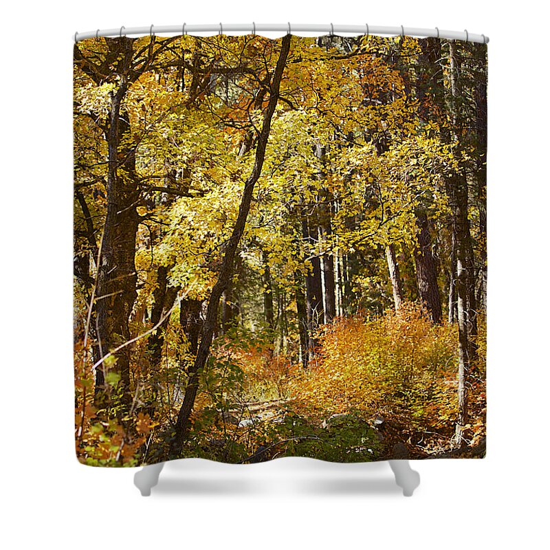 Forest Shower Curtain featuring the photograph The Forest Beckons by Phyllis Denton