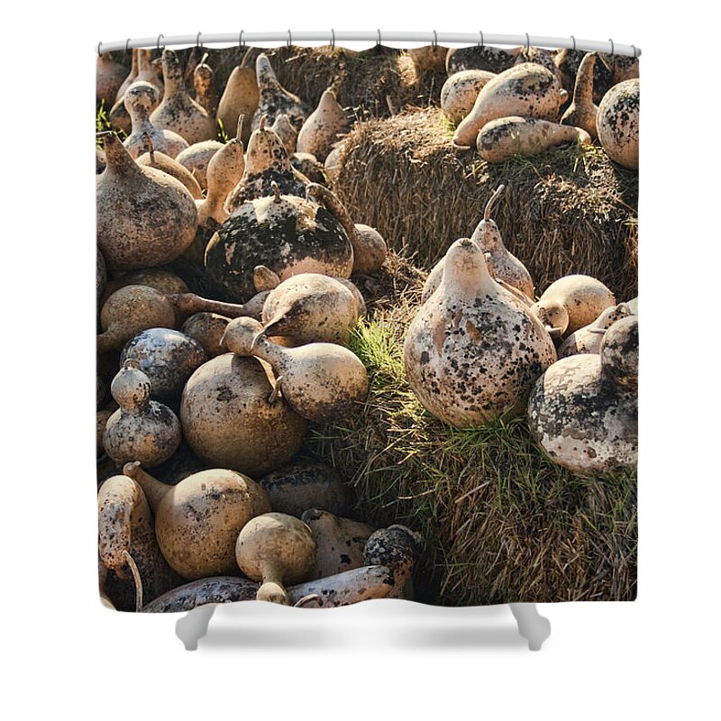 Gourds Shower Curtain featuring the photograph The Gourd Family by Kathy Clark