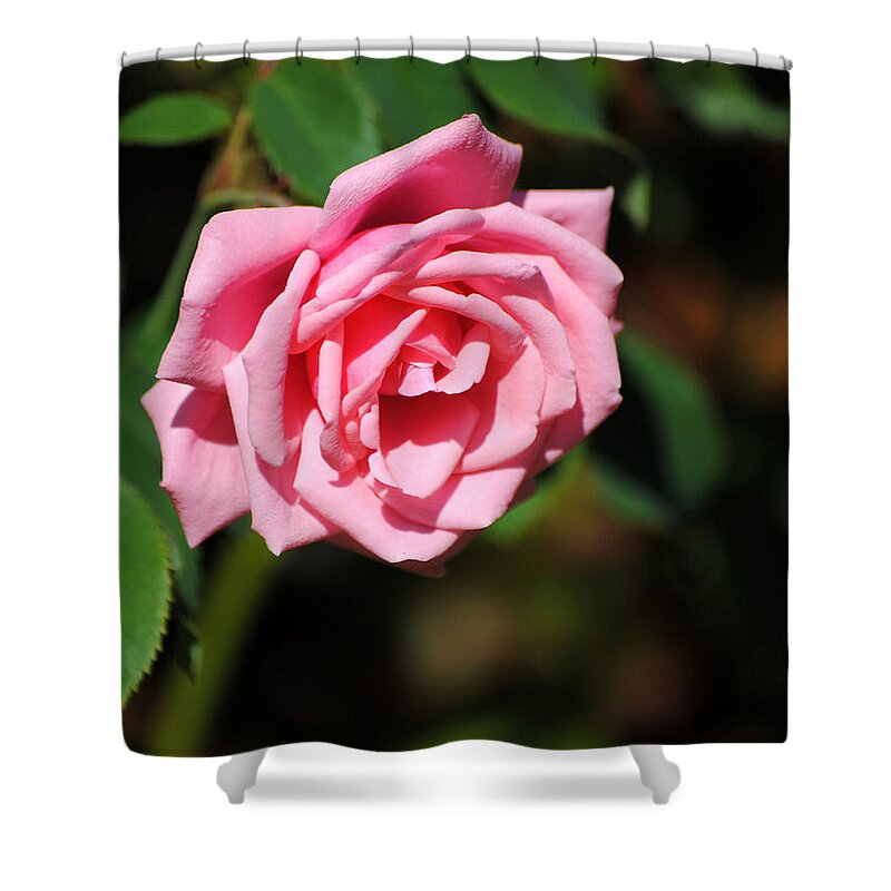 Autumn Shower Curtain featuring the photograph The Last Rose by Jai Johnson