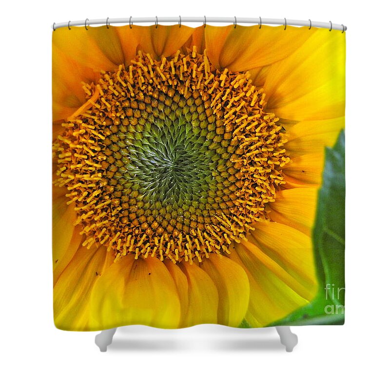 Photography Shower Curtain featuring the photograph The Last Sunflower by Sean Griffin