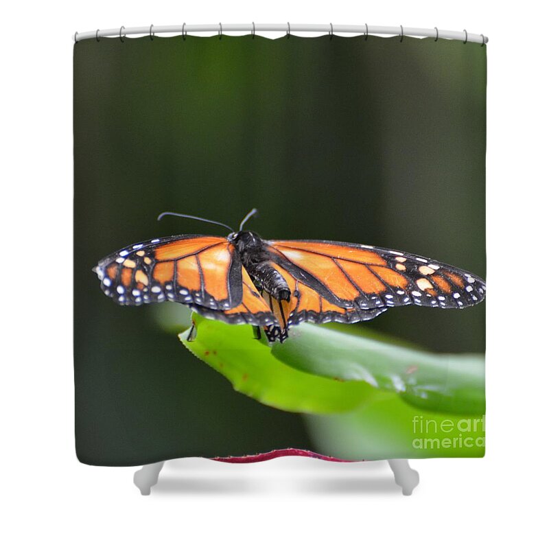 Butterfly Shower Curtain featuring the photograph The Monarch by Paulina Roybal