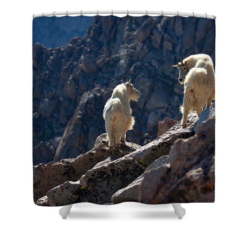 Mountain Goats; Posing; Group Photo; Baby Goat; Nature; Colorado; Crowd; Nature; Shower Curtain featuring the photograph The Mountaineers by Jim Garrison