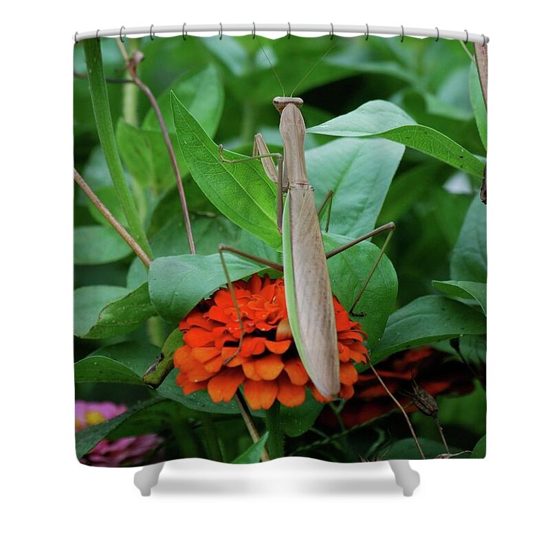 Insects Shower Curtain featuring the photograph The Patience of a Mantis by Thomas Woolworth