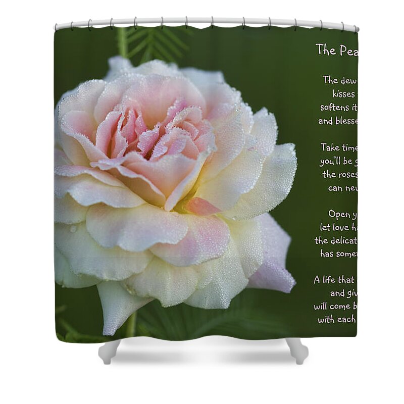 Peace Shower Curtain featuring the photograph The Peace Rose by Kathy Clark