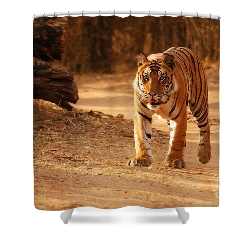 Royal Shower Curtain featuring the photograph The Royal Bengal Tiger by Fotosas Photography