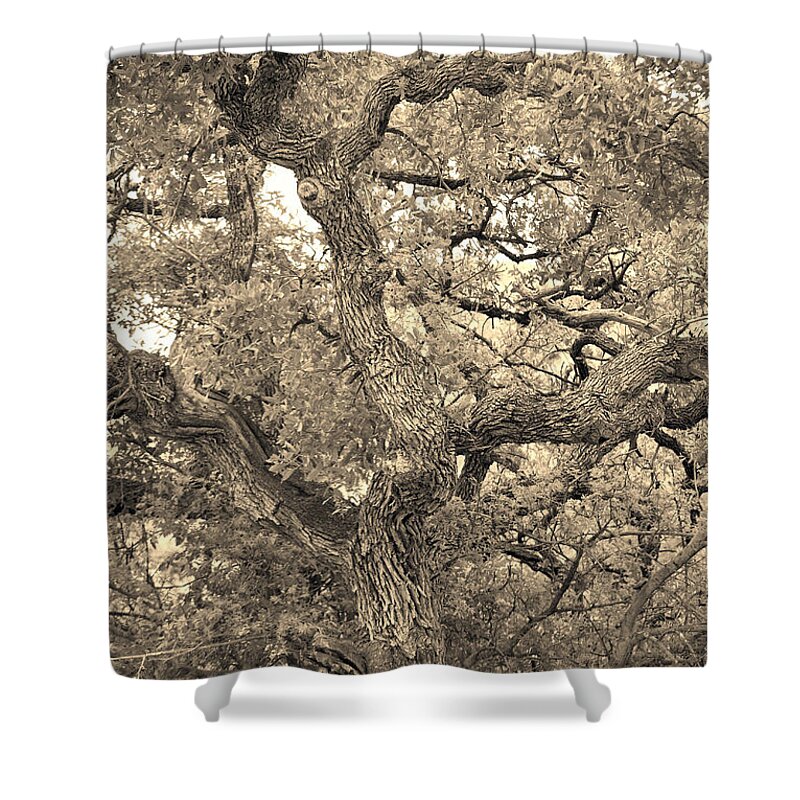 Fine Art Shower Curtain featuring the photograph The Wicked Tree by Donna Greene