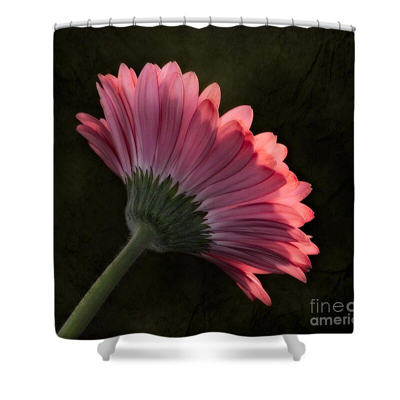 Gerbera Shower Curtain featuring the photograph There Is Always Two Sides by Susan Candelario