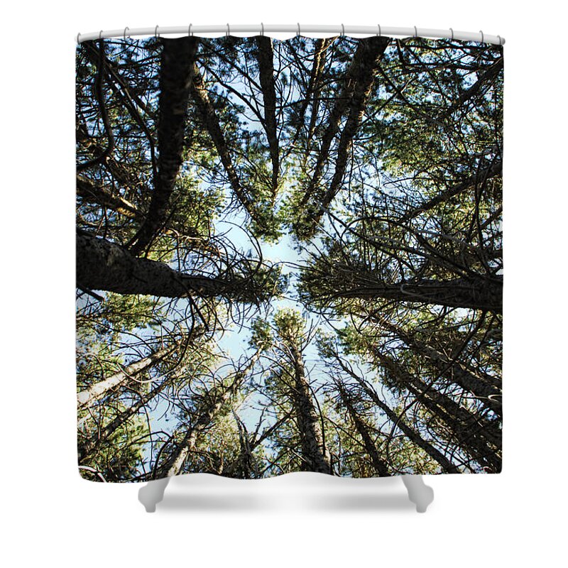 Trees Shower Curtain featuring the photograph Things Are Looking Up by Donna Blackhall