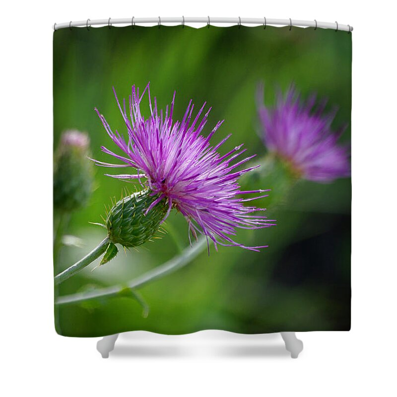 Photograph Shower Curtain featuring the photograph Thistle Dance by Vicki Pelham