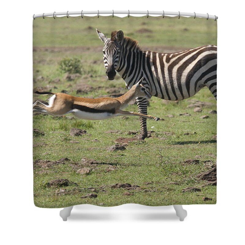 Thomson's Gazelle running at full speed Shower Curtain by Howard Kennedy -  Pixels