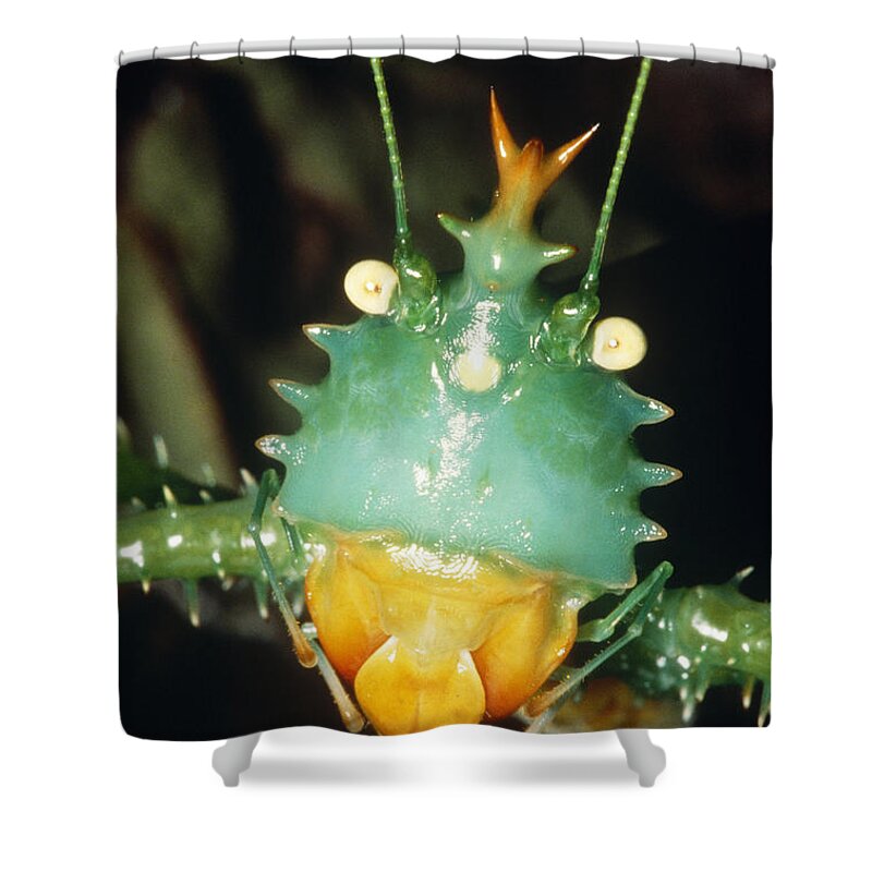 Thorny Devil Katydid Shower Curtain featuring the photograph Thorny Devil Katydid by Dante Fenolio
