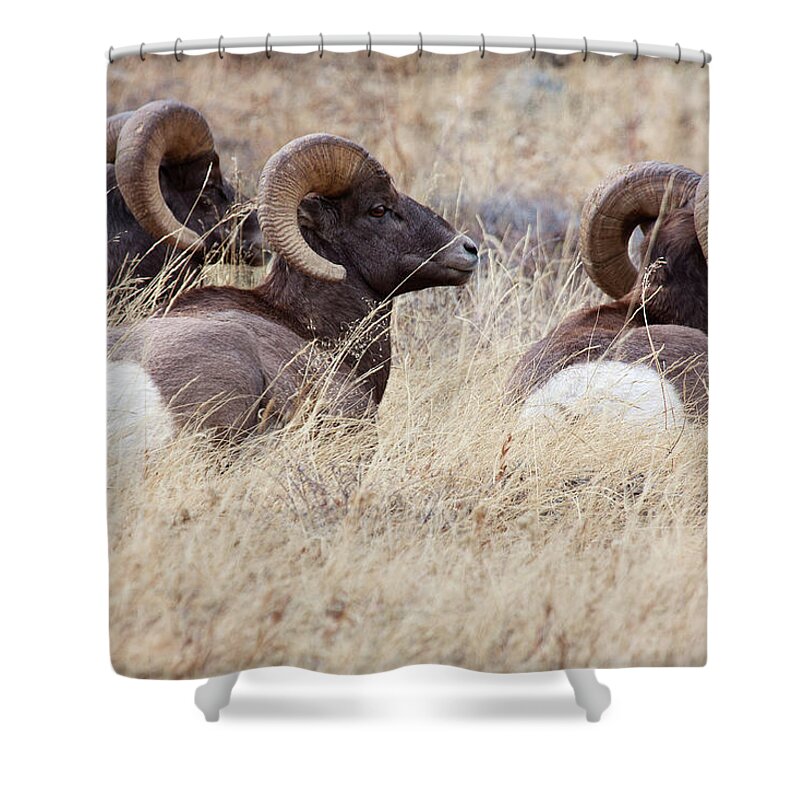 Bighorn Sheep Shower Curtain featuring the photograph Three Kings by Jim Garrison