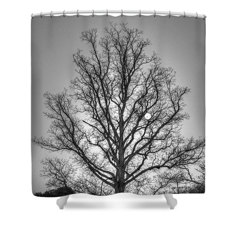 Tree Shower Curtain featuring the photograph Through the Boughs BW by Dan Stone