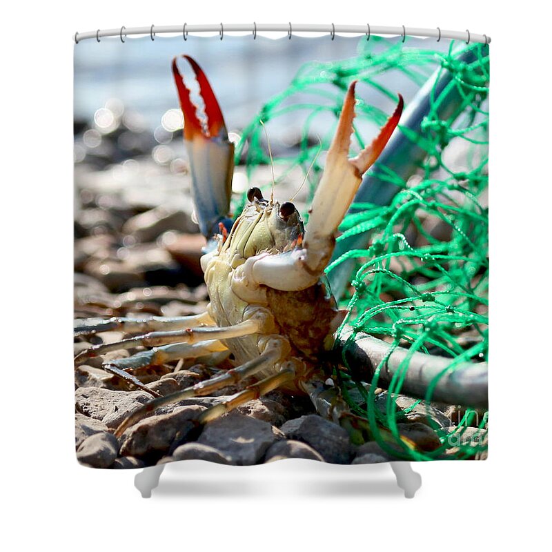 Louisiana Crab Shower Curtain featuring the photograph Crab Throw Me Something Mister by Luana K Perez