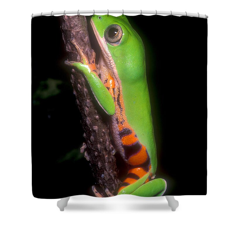 Tiger Leg Monkey Frog Shower Curtain by Dante Fenolio - Science Source  Prints - Website