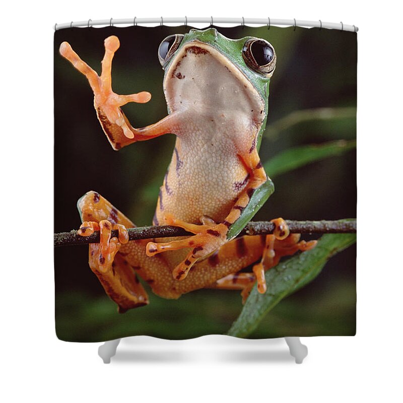 00300490 Shower Curtain featuring the photograph Tiger Striped Leaf Frog Waving by Claus Meyer