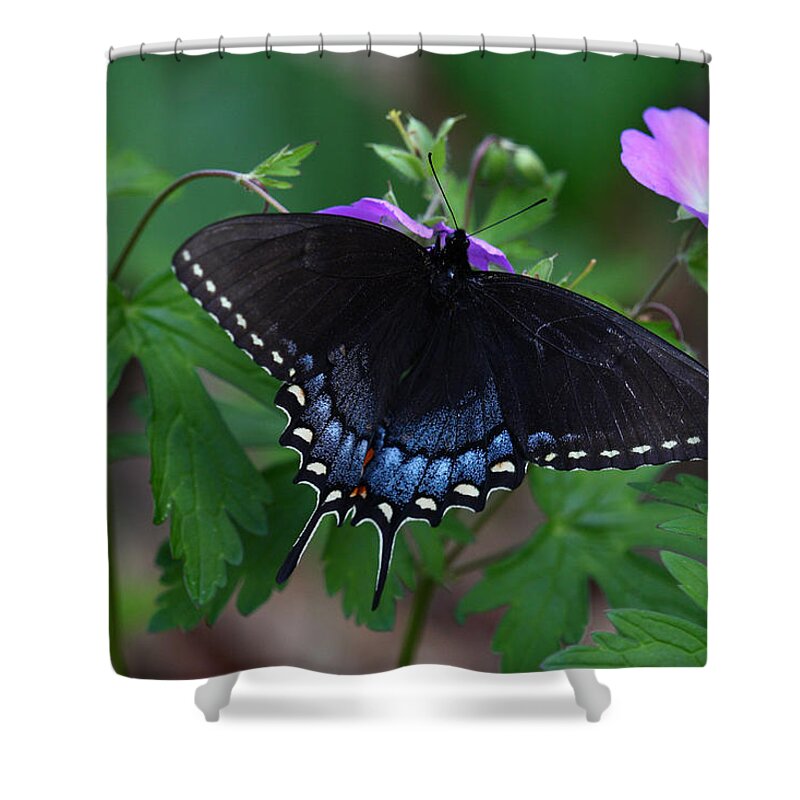 Butterfly Shower Curtain featuring the photograph Tiger Swallowtail Female Dark Form On Wild Geranium by Daniel Reed