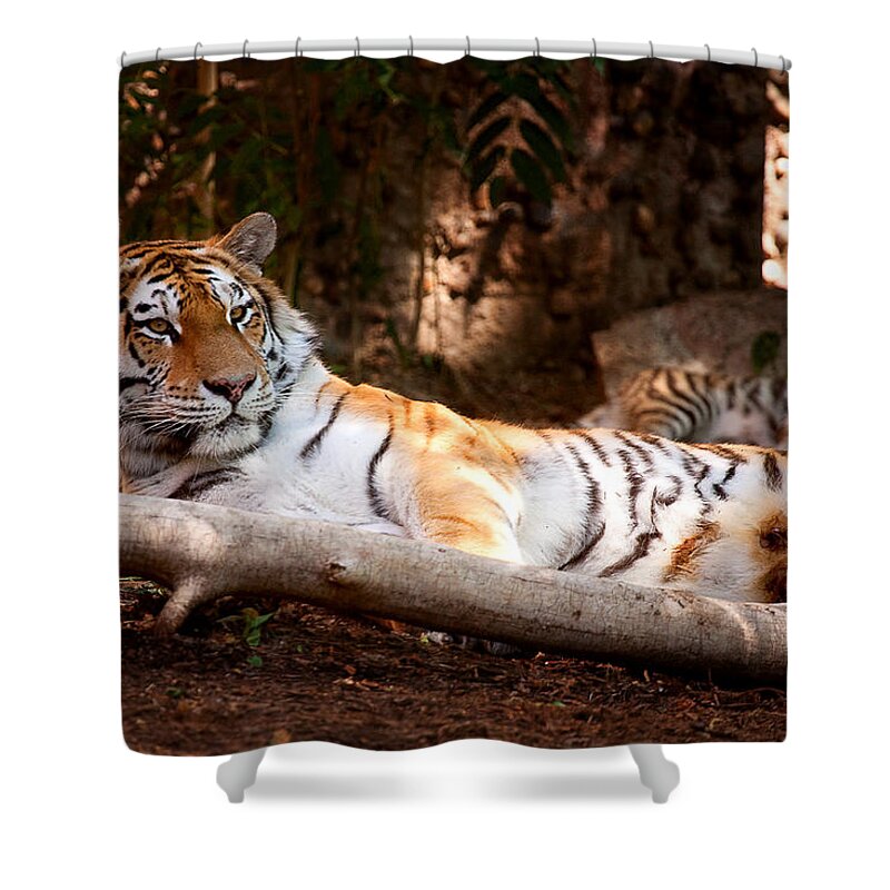 Tigress Photograph Shower Curtain featuring the photograph Tigress and Cubs by Jim Garrison