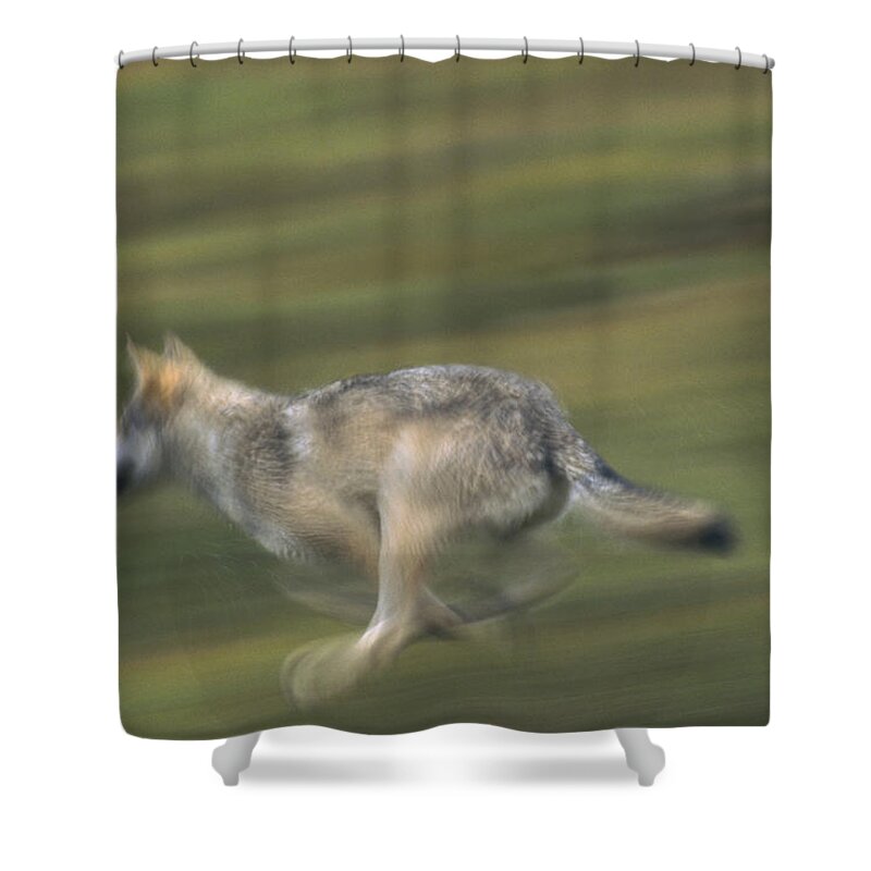 Mp Shower Curtain featuring the photograph Timber Wolf Canis Lupus Running by Michael Quinton