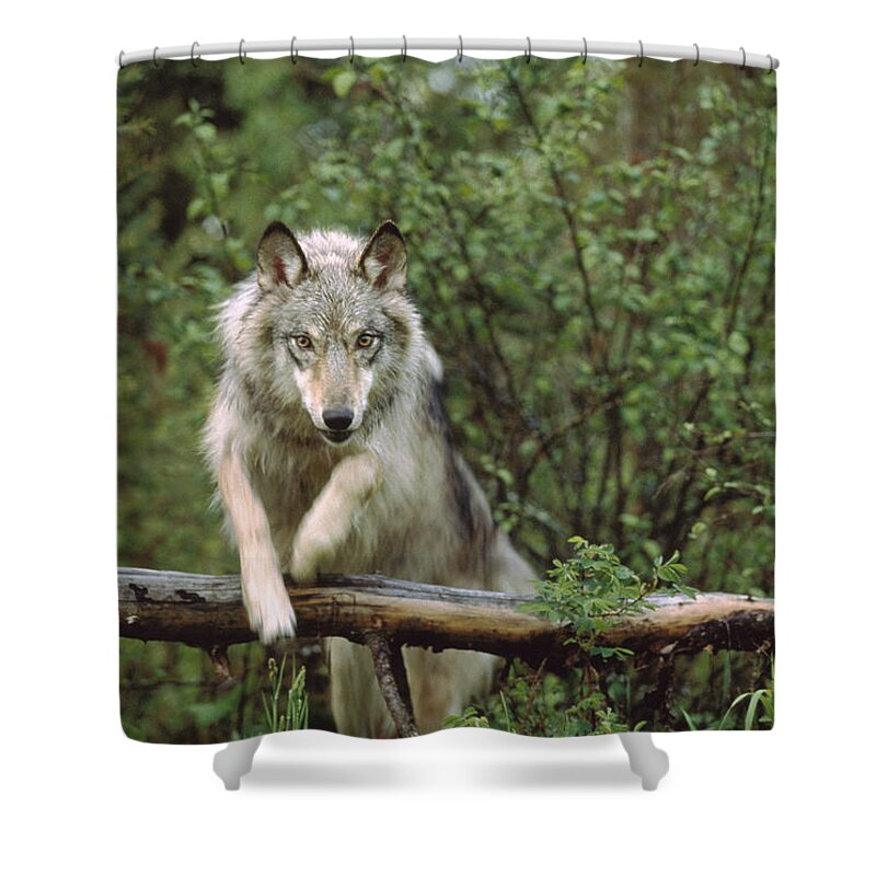 00170057 Shower Curtain featuring the photograph Timber Wolf Leaping Over Fallen Log by Tim Fitzharris