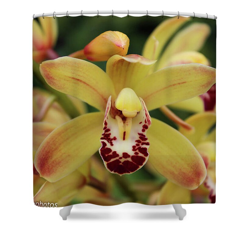 Orchids Shower Curtain featuring the photograph Tiny Dancer by Rachel Cohen