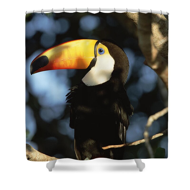 Mp Shower Curtain featuring the photograph Toco Toucan Ramphastos Toco Perching by Konrad Wothe