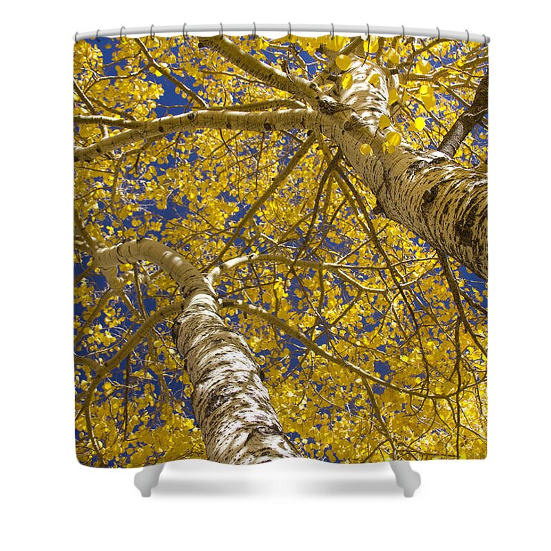 Aspens Shower Curtain featuring the photograph Towering Autumn Aspens with Deep Blue Sky by James BO Insogna