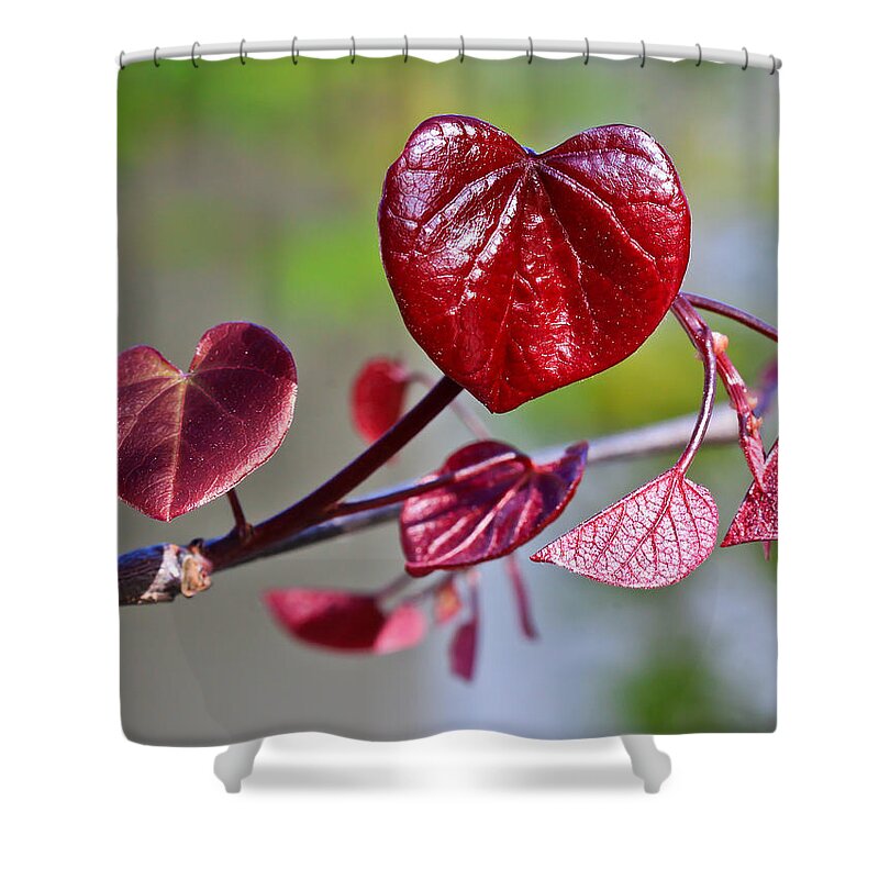 Hearts Shower Curtain featuring the photograph Tree Of Hearts by Heidi Smith