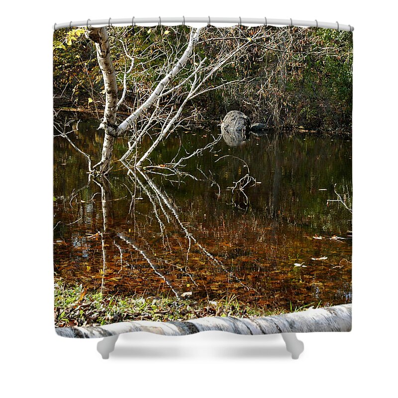 Usa Shower Curtain featuring the photograph Tree Reflections Stoney Creek by LeeAnn McLaneGoetz McLaneGoetzStudioLLCcom