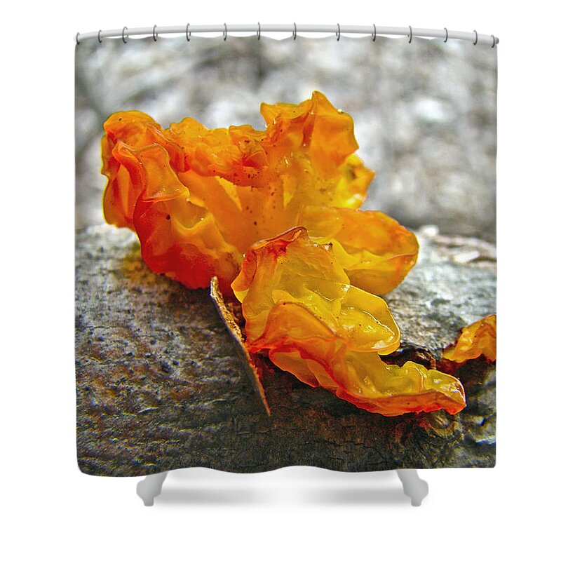 Mushroom Shower Curtain featuring the photograph Tremella mesenterica - Orange Brain Fungus by Carol Senske