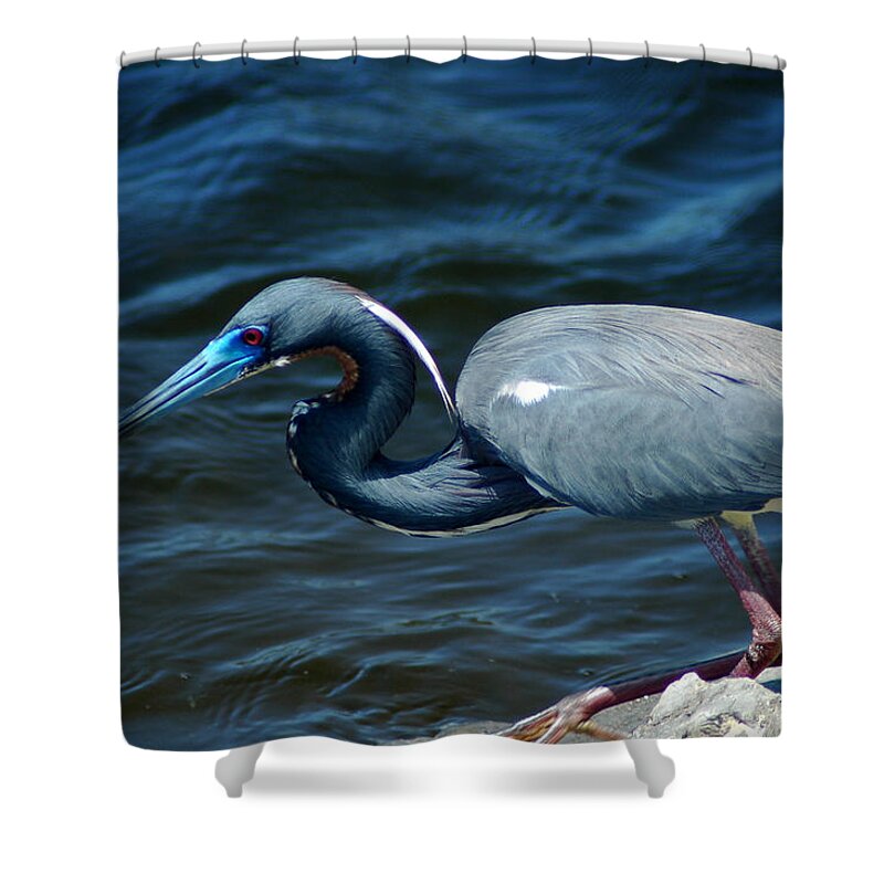 Tricolored Heron Shower Curtain featuring the photograph TriColored Heron by David Weeks