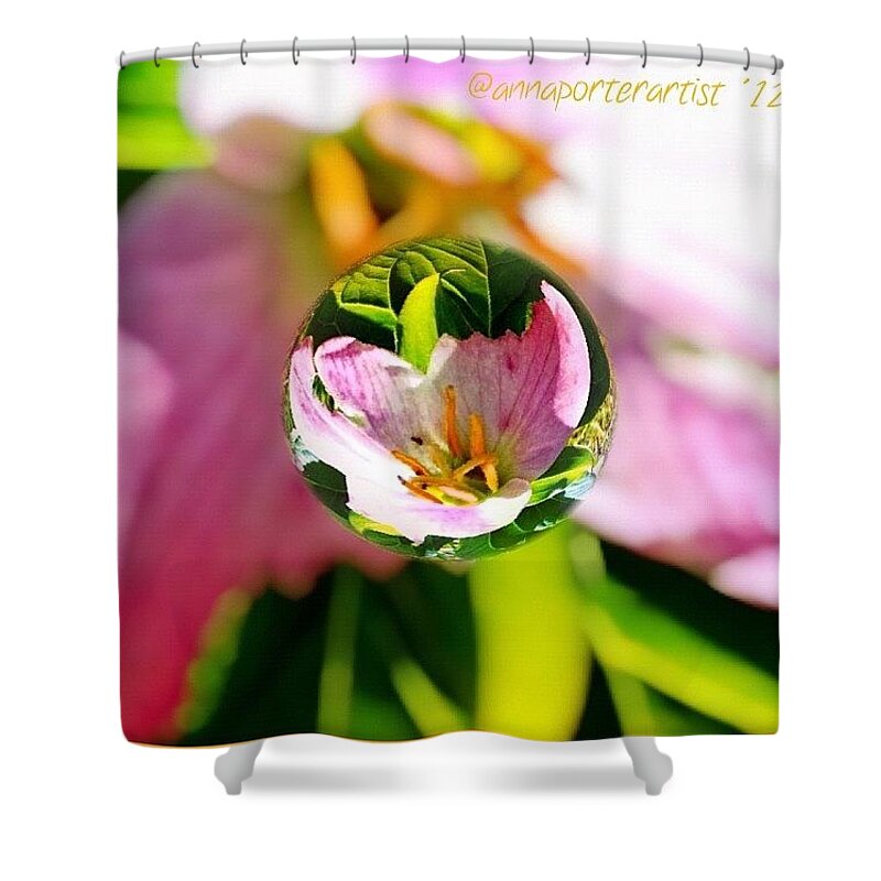 Floralstyles_gf Shower Curtain featuring the photograph Trillium In A Marble #marblecam by Anna Porter