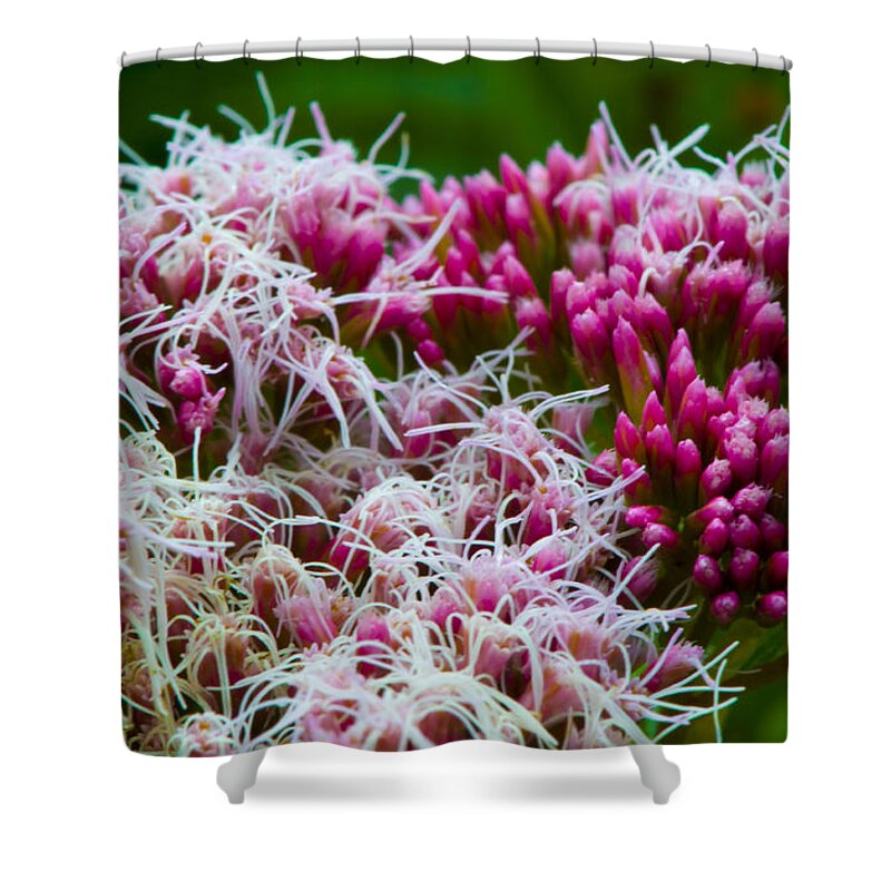 Hemp-agrimony Shower Curtain featuring the photograph Truly Unruly by Rob Hemphill