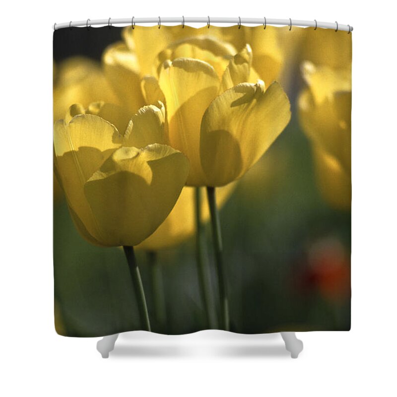 Tulip Shower Curtain featuring the photograph Tulip Bed in Yellow by Heiko Koehrer-Wagner