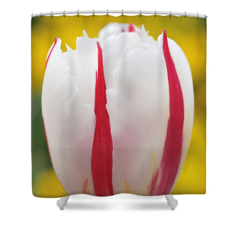 Tulip Shower Curtain featuring the photograph Tulip white and red by Matthias Hauser