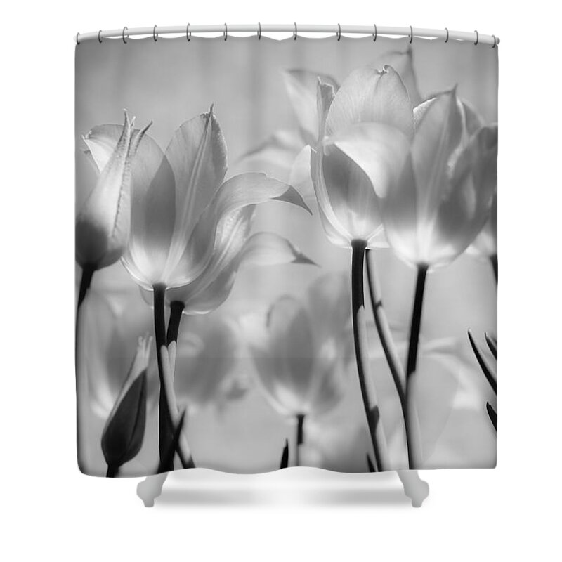 Tulips Shower Curtain featuring the photograph Tulips Glow by Michelle Joseph-Long