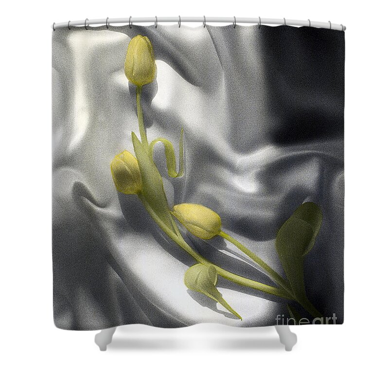 Tulip Shower Curtain featuring the photograph Tulips on satin by Tony Cordoza