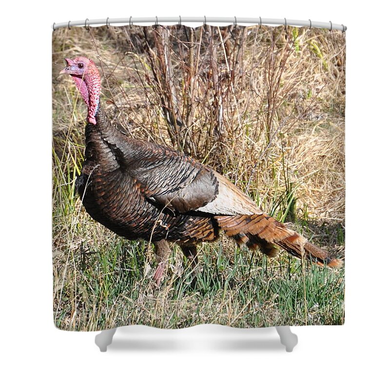 Turkey Shower Curtain featuring the photograph Turkey in the Straw by Dorrene BrownButterfield