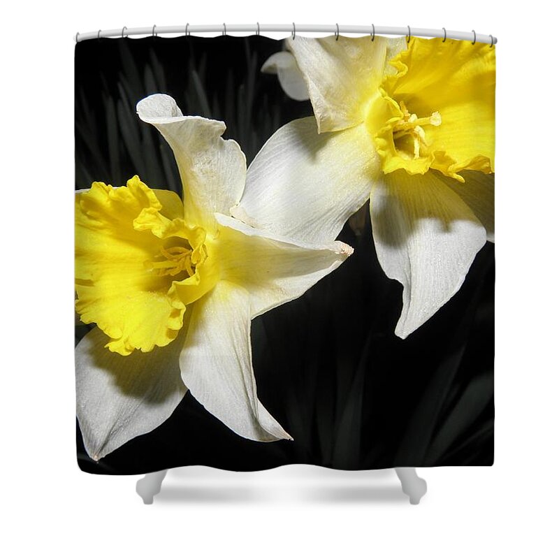 Daffodil Shower Curtain featuring the photograph Twinnies by Kim Galluzzo Wozniak
