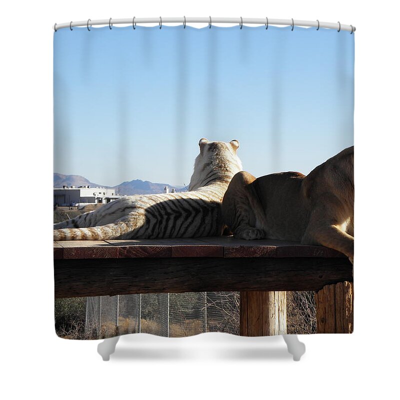 Lion Shower Curtain featuring the photograph Two Gorgeous Females by Kim Galluzzo Wozniak
