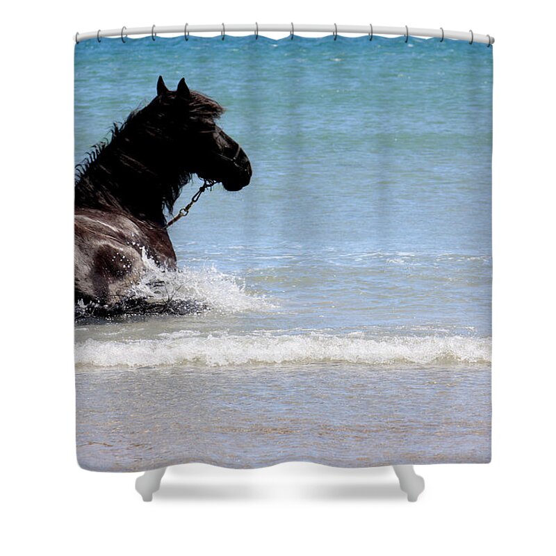 Friesian Horse Shower Curtain featuring the photograph Two Loves Of Mine by Kim Galluzzo