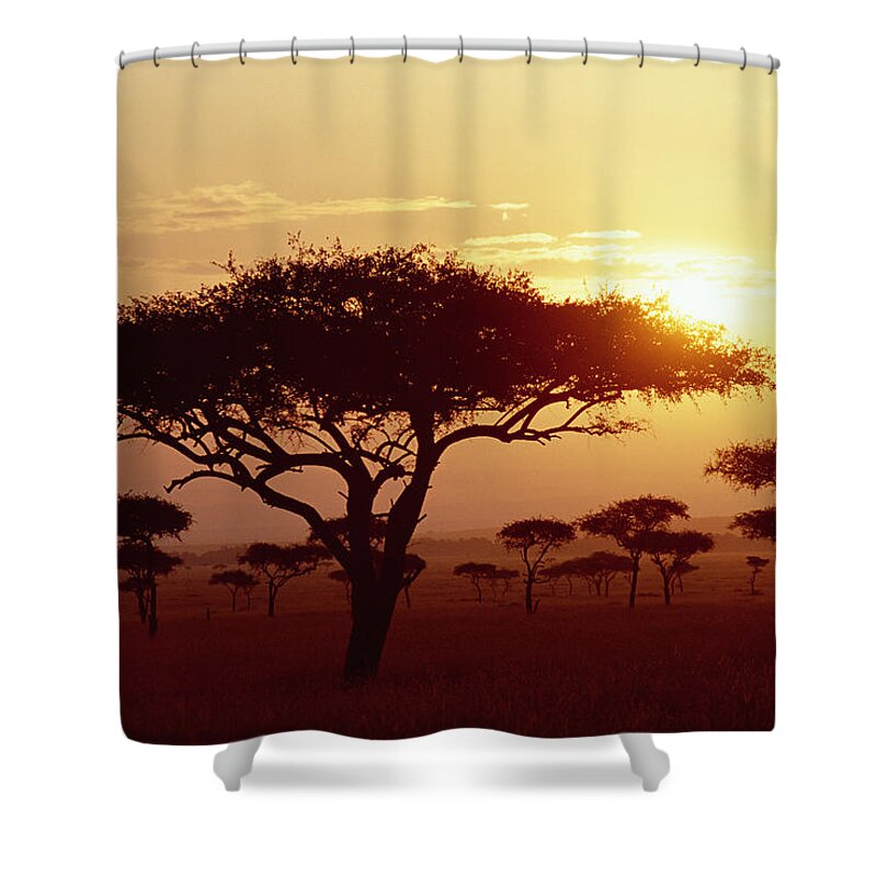 Mp Shower Curtain featuring the photograph Umbrella Thorn Acacia Tortilis Trees by Gerry Ellis