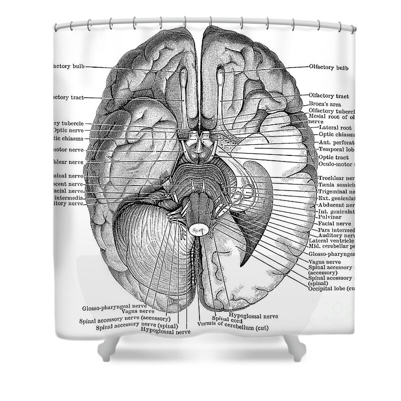 Brain Shower Curtain featuring the photograph Undersurface Of The Brain by Science Source