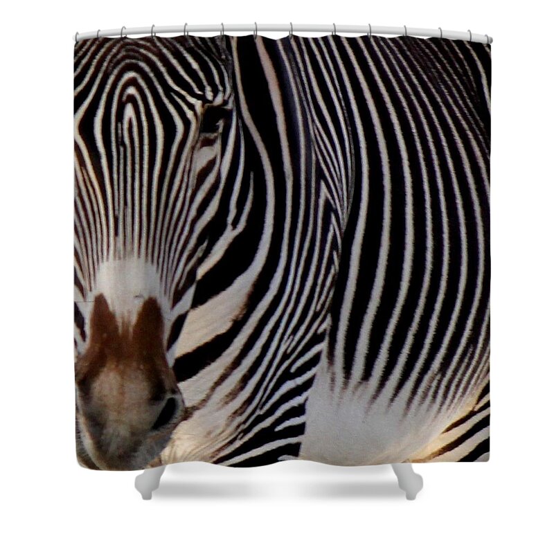 Zebra Shower Curtain featuring the photograph Up Close and Personal by Leigh Meredith
