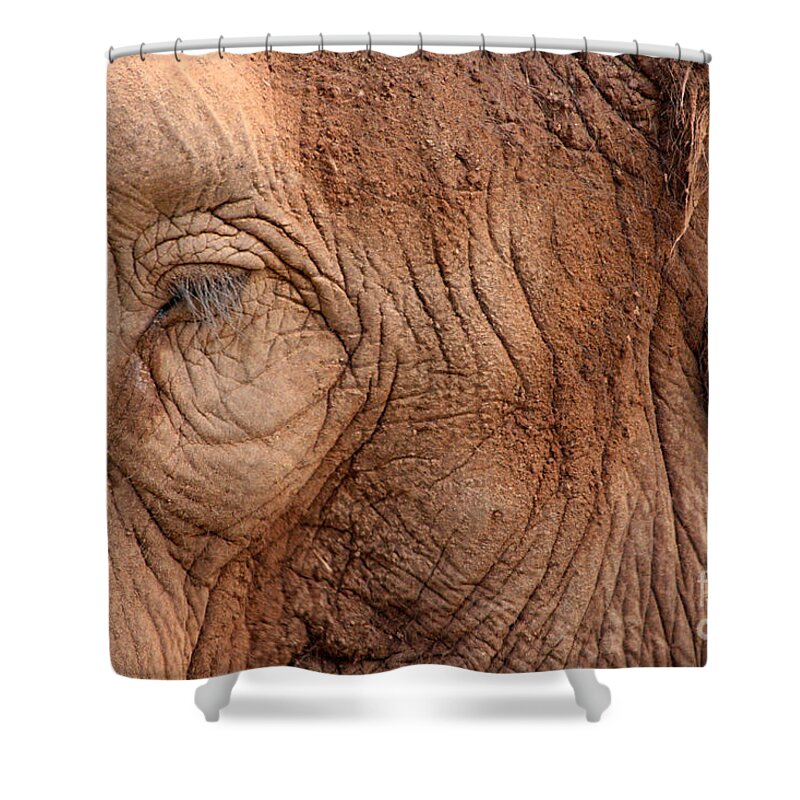 Animal Shower Curtain featuring the photograph Up Close and Personal by Mary Mikawoz