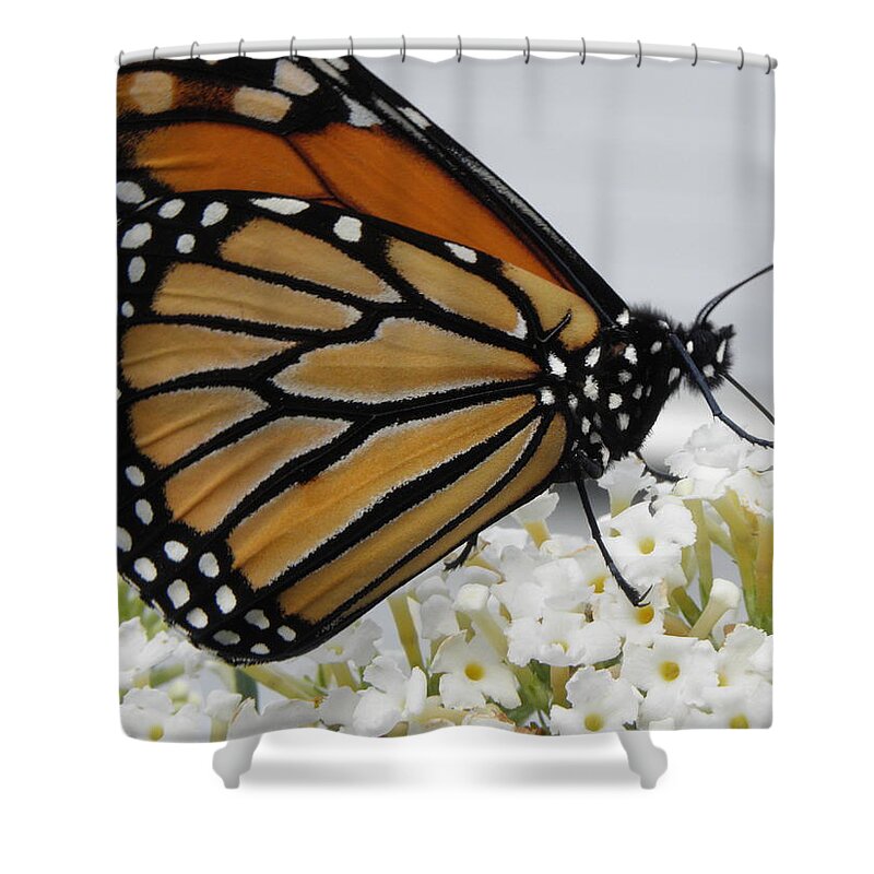 Monarch Shower Curtain featuring the photograph Up Close And Personal by Kim Galluzzo Wozniak