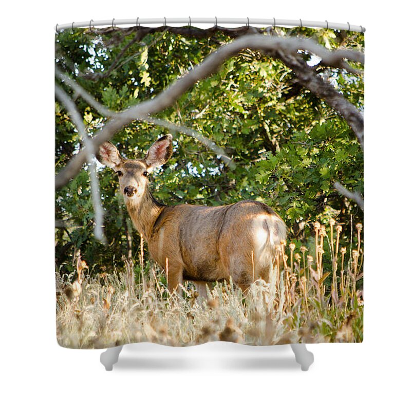 Deer Shower Curtain featuring the photograph Utah Mule Deer by Donna Greene
