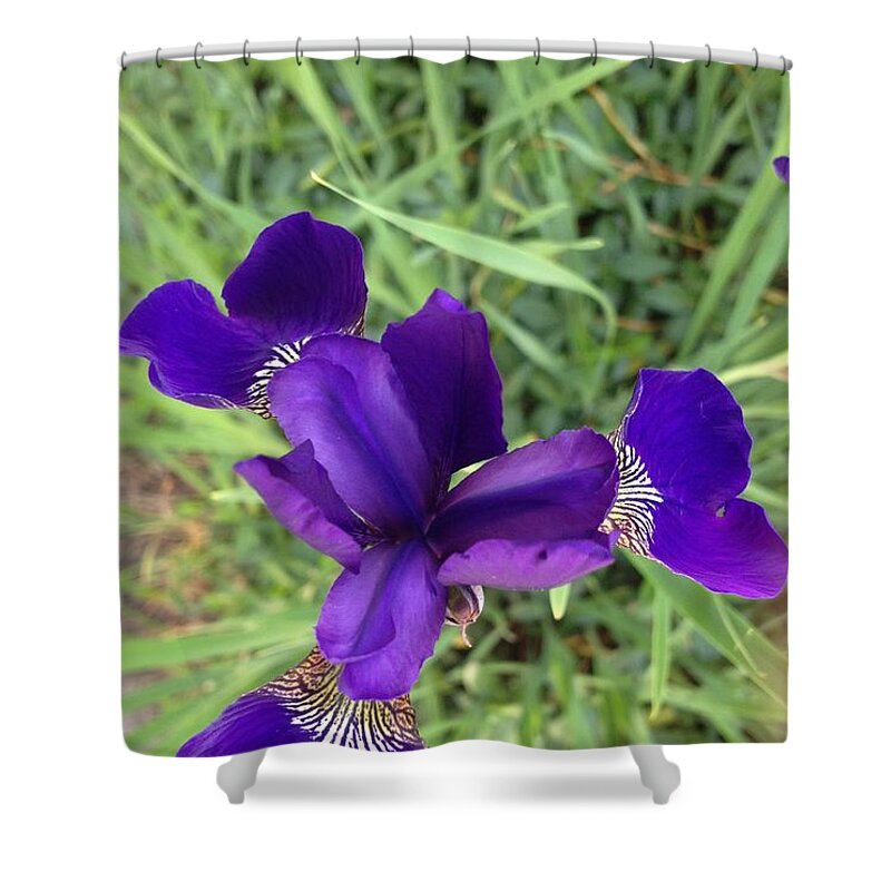 Iris Shower Curtain featuring the photograph Velvet Royale by Joseph Yarbrough